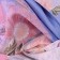 Scrunchies pentru păr cu print de brand - Imagine 1